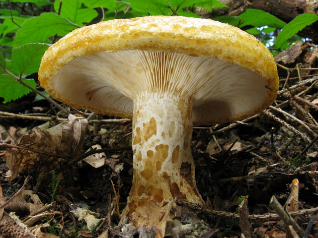 Мицелий Груздя желтого / Груздь ямчатый ( Lactarius scrobiculatus)